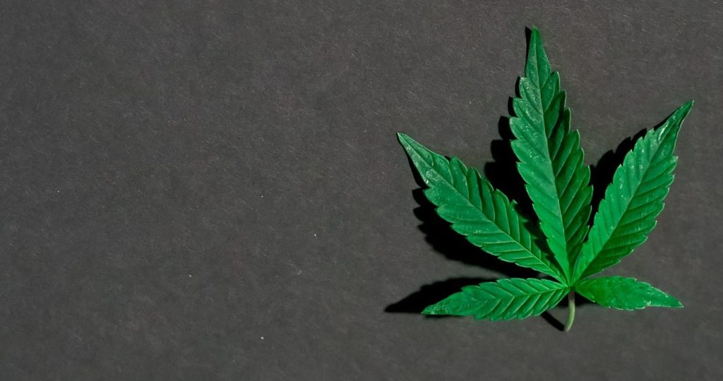 Photo of cannabis leaves on dark background